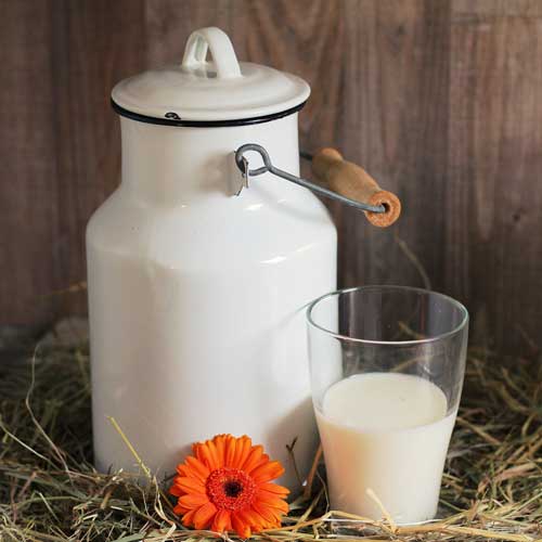 Kategoriebild Milchproduktion
