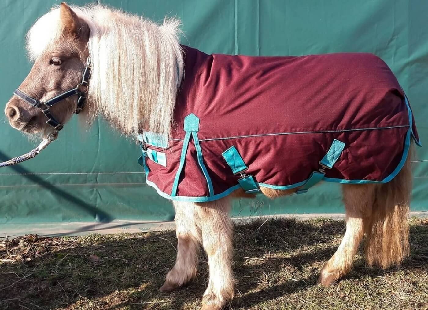 Minihorse Outdoordecke Gunstig Bei Brama West