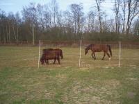 Euro-Mustang-Netz 145/2 für Pferde mit engen Maschen